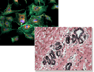 Cell Identification